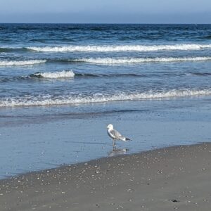 Think of the Ocean