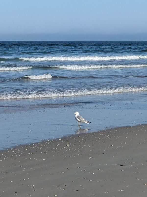 Think of the Ocean